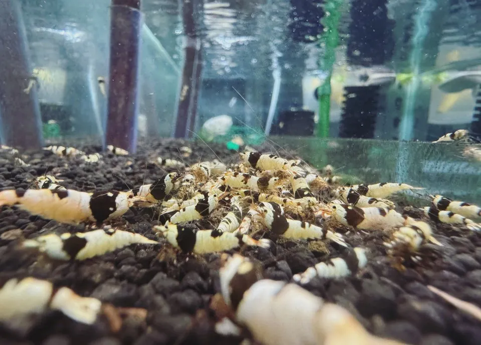 黑白水晶蝦
