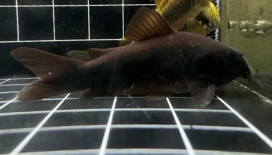 黑鼠 3-4cm 