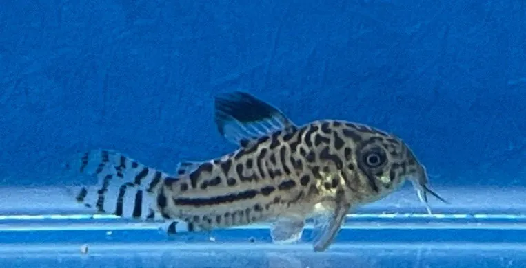 茉莉豹鼠 3cm 