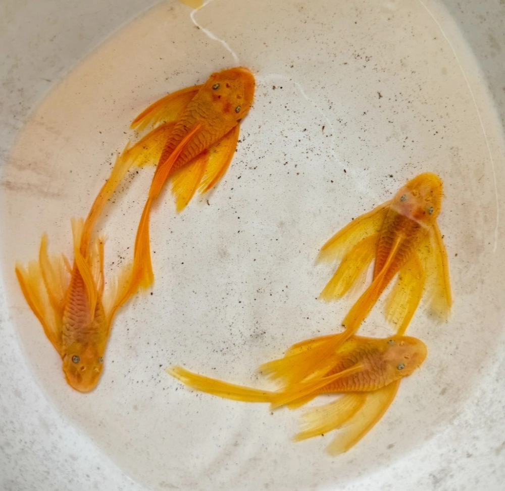 藍眼大凡 7-10cm