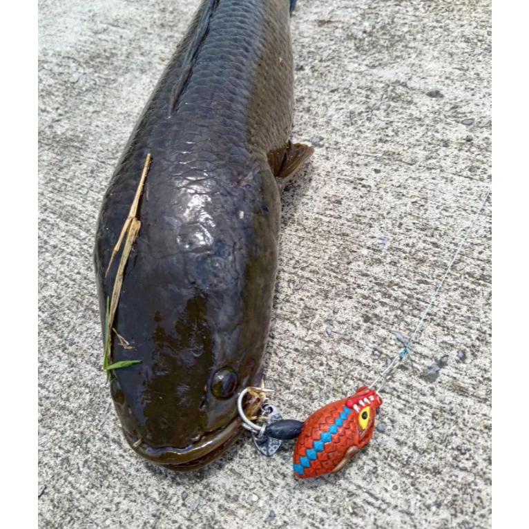 【LUREER】 ENYONG LURE 印尼手工製 BEBONG 摩納龍頭 13克 雷蛙 泰國鱧 雷強