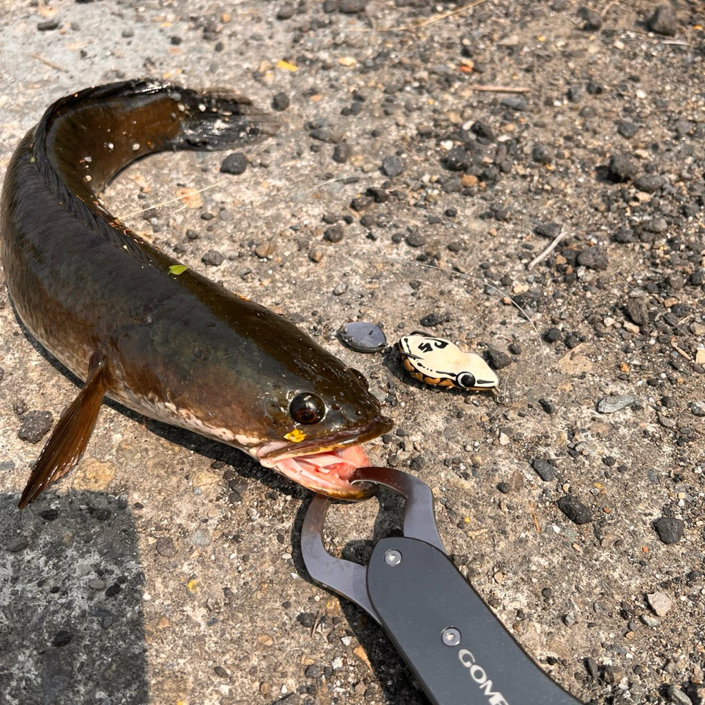 【LUREER】 UMPAN PS ?? Softfrog Bebek 印尼雷蛙 4/5/6公分 印尼製 路亞 雷強