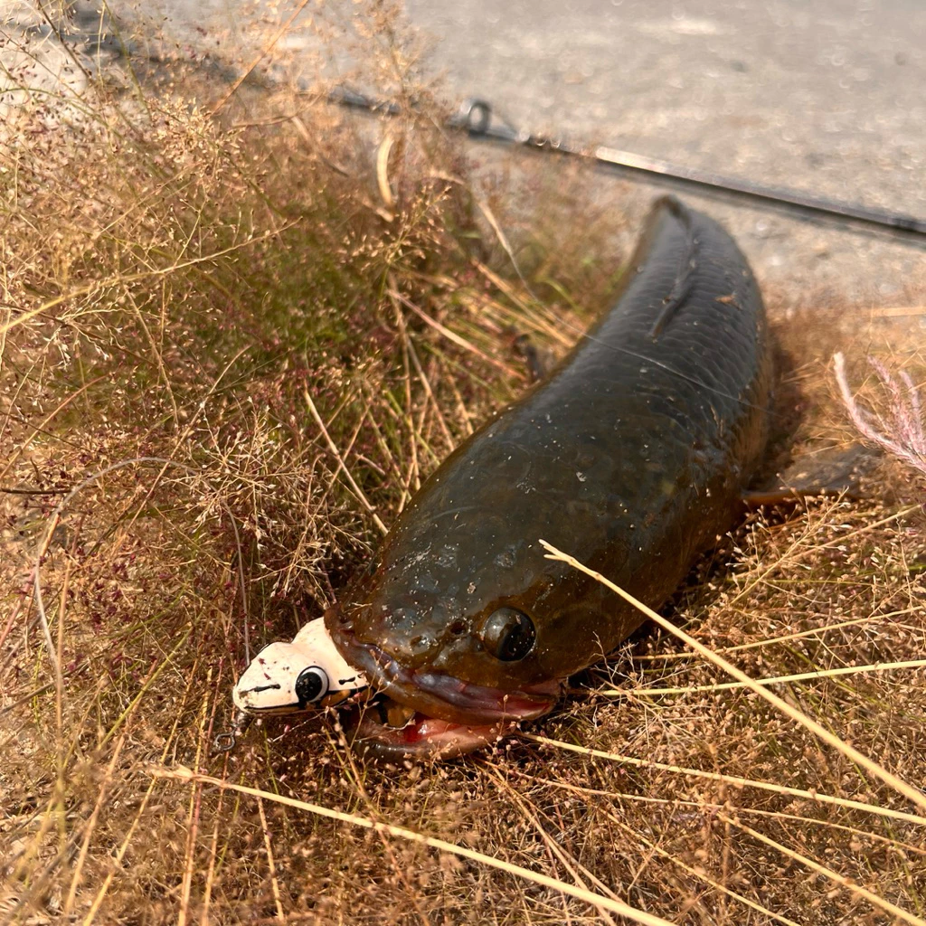 【LUREER】 UMPAN PS ?? Softfrog Bebek 印尼雷蛙 4/5/6公分 印尼製 路亞 雷強