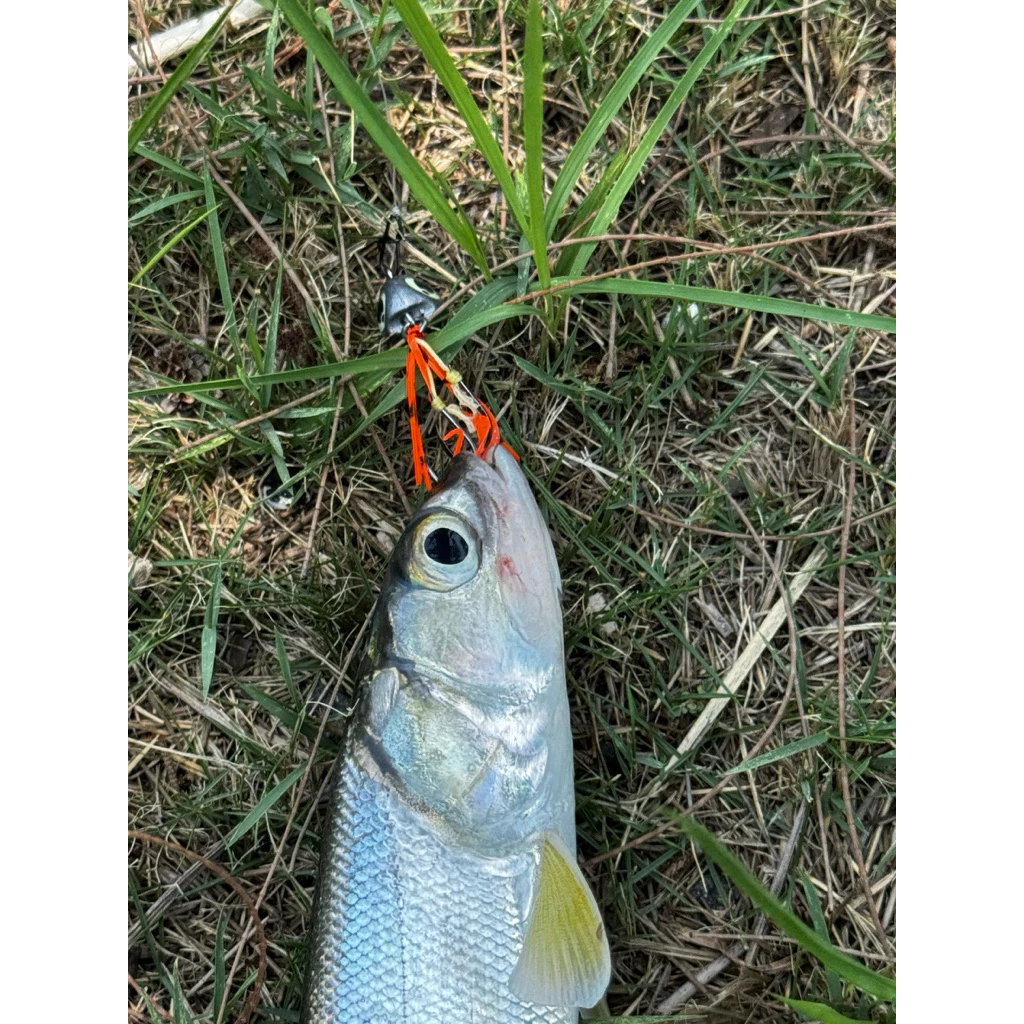 【LUREER】 魚眼飄帶丸 3-10克 <飄帶雙鉤設計> 淡海水通用 微物游動丸 路亞 根魚 黑格 鴨蛋丸 漁冶路亞