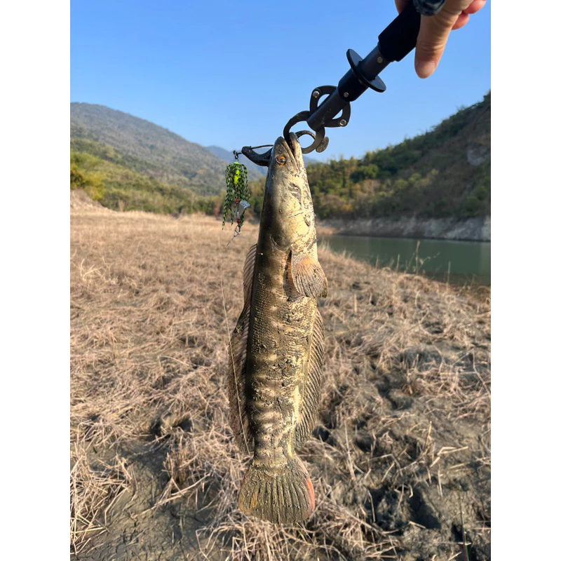 【LUREER】 BUZZ BAIT 巴雜 19克 遠投 魚虎 泰國鱧 雷強 溝呆 路亞