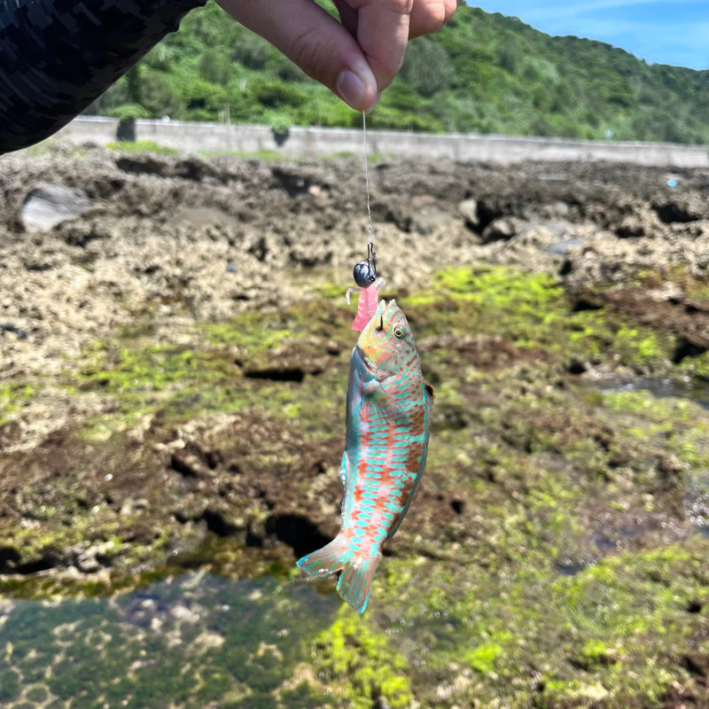 【LUREER】ROVORO 根釣小軟蟲 海蟑螂 12入 T尾軟蟲 根魚 小甲蟲 RB2 路亞 微物