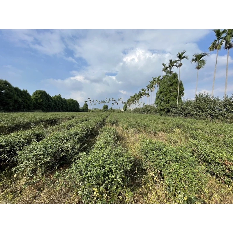 野放GABA自然生態茶