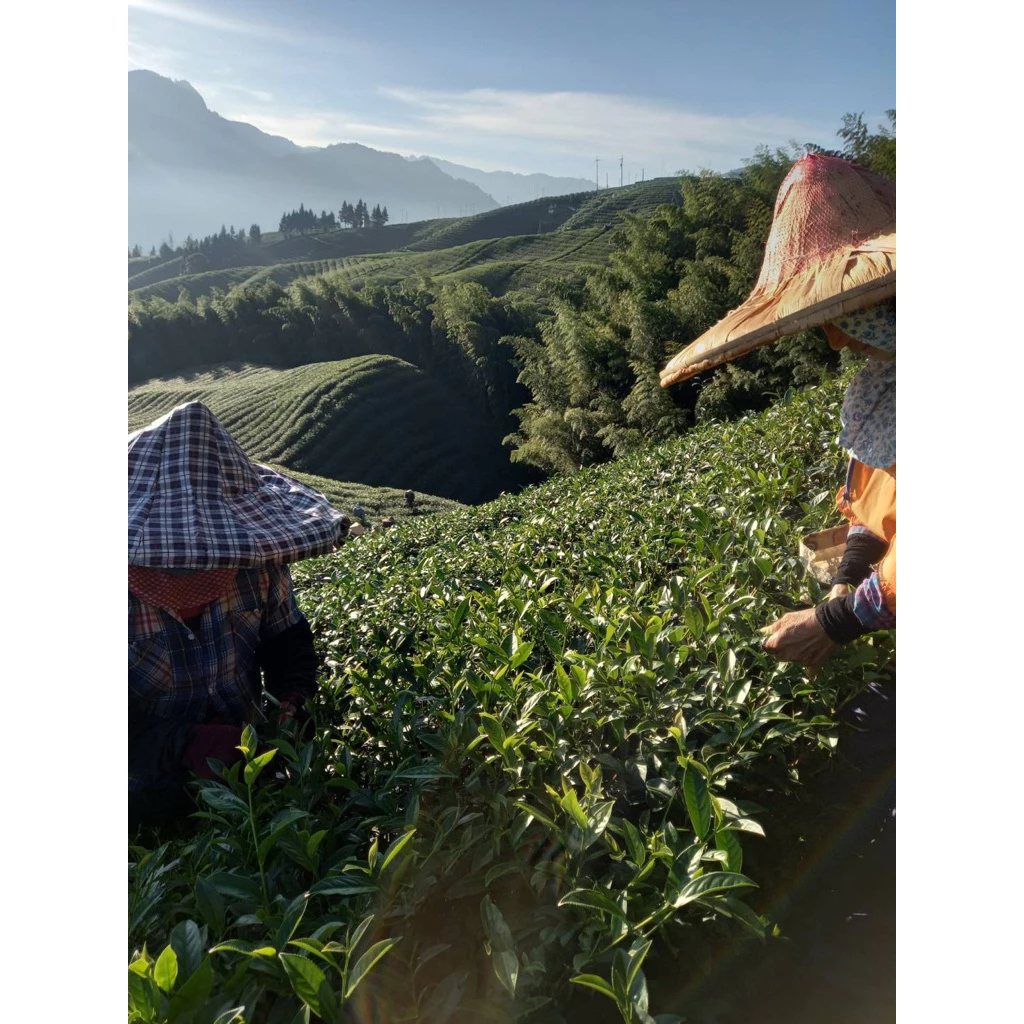 阿里山石卓烏龍茶禮盒