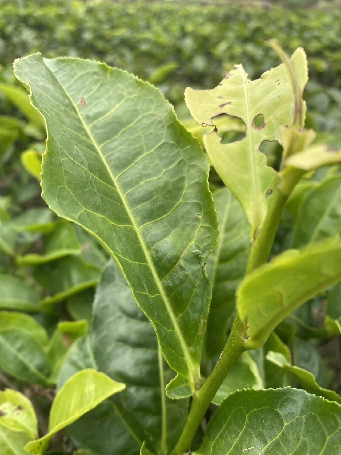 有機 日月潭紅玉紅茶禮盒