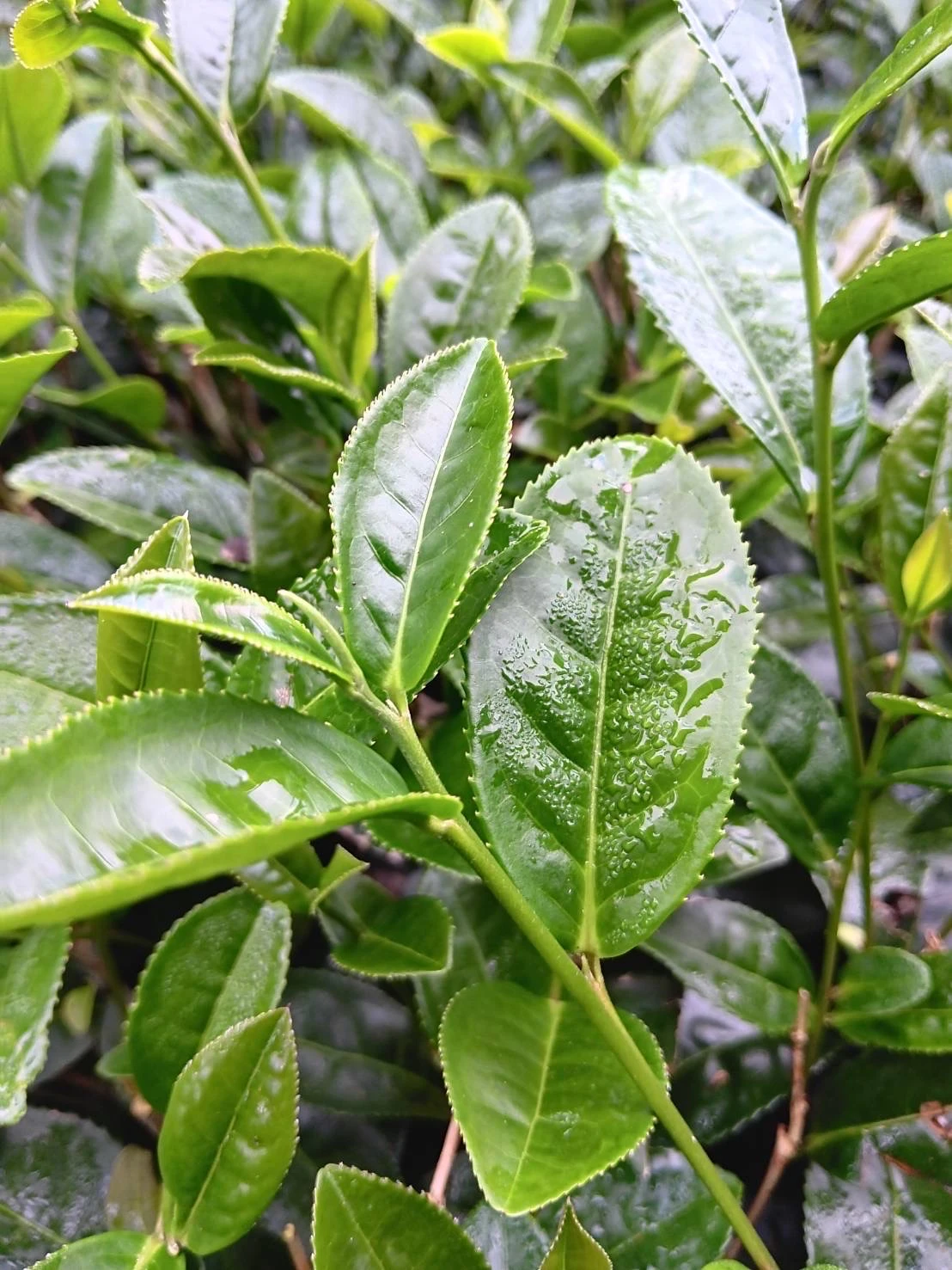 阿里山高山金萱烏龍茶
