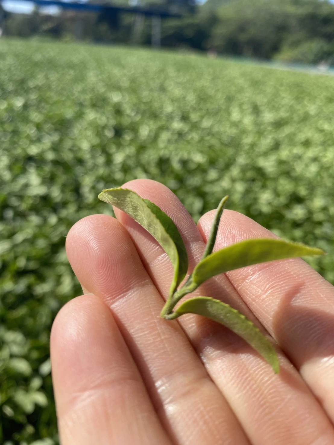 冬片 高冷茶 禮盒