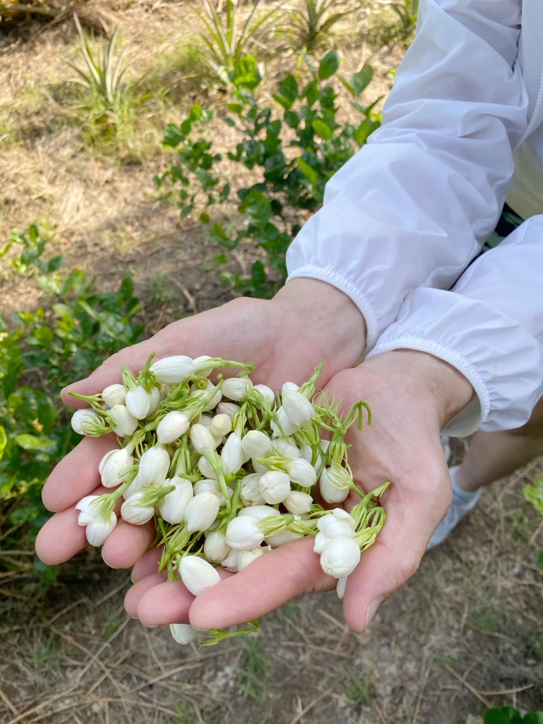 茉莉花不知春茶