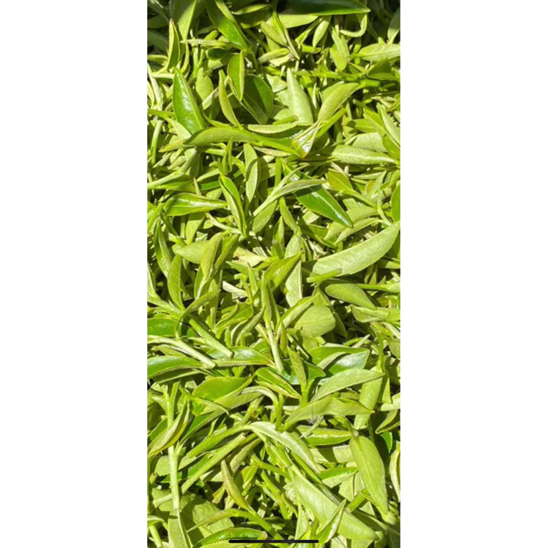 有機手工嫩採東方美人茶禮盒
