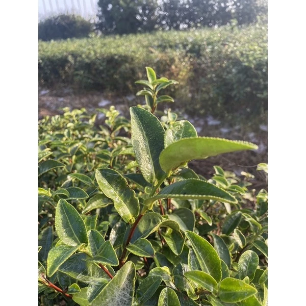 GABA自然生態冬茶禮盒