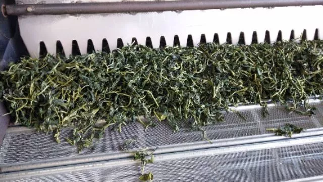 明前碧 羅 春綠茶