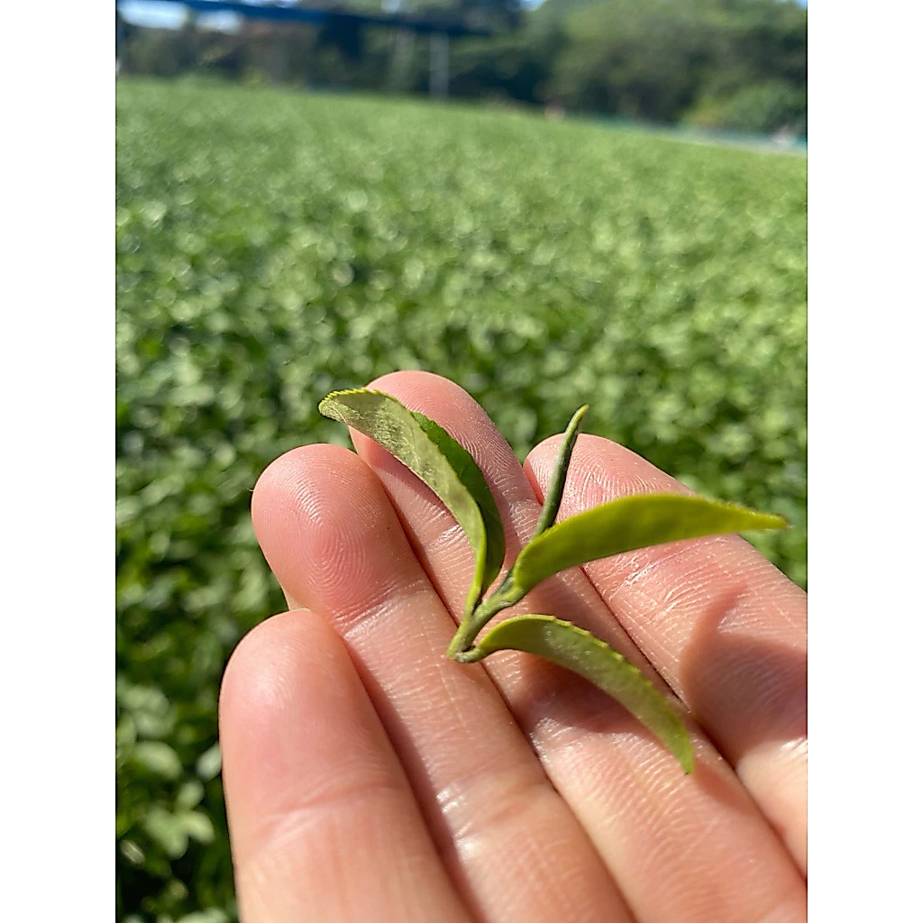 冬片茶