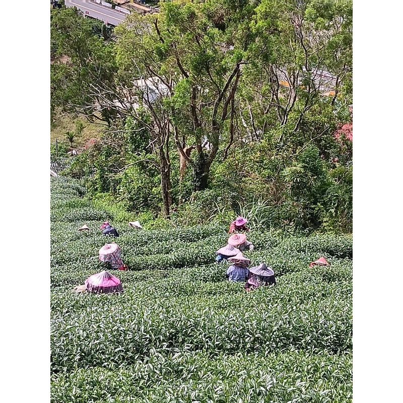 阿里山高山烏龍春茶禮盒