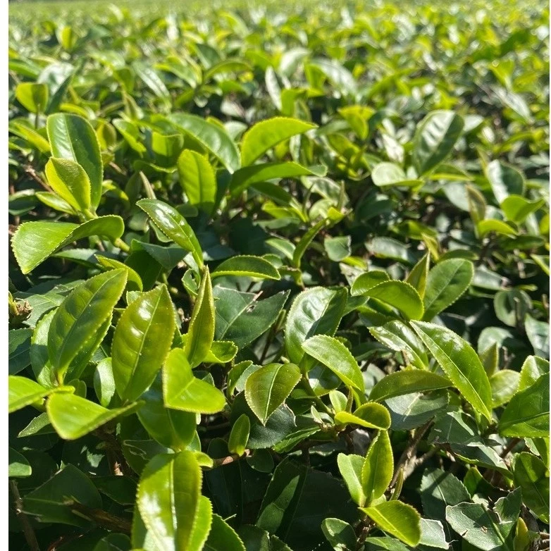 冬片烏龍茶禮盒