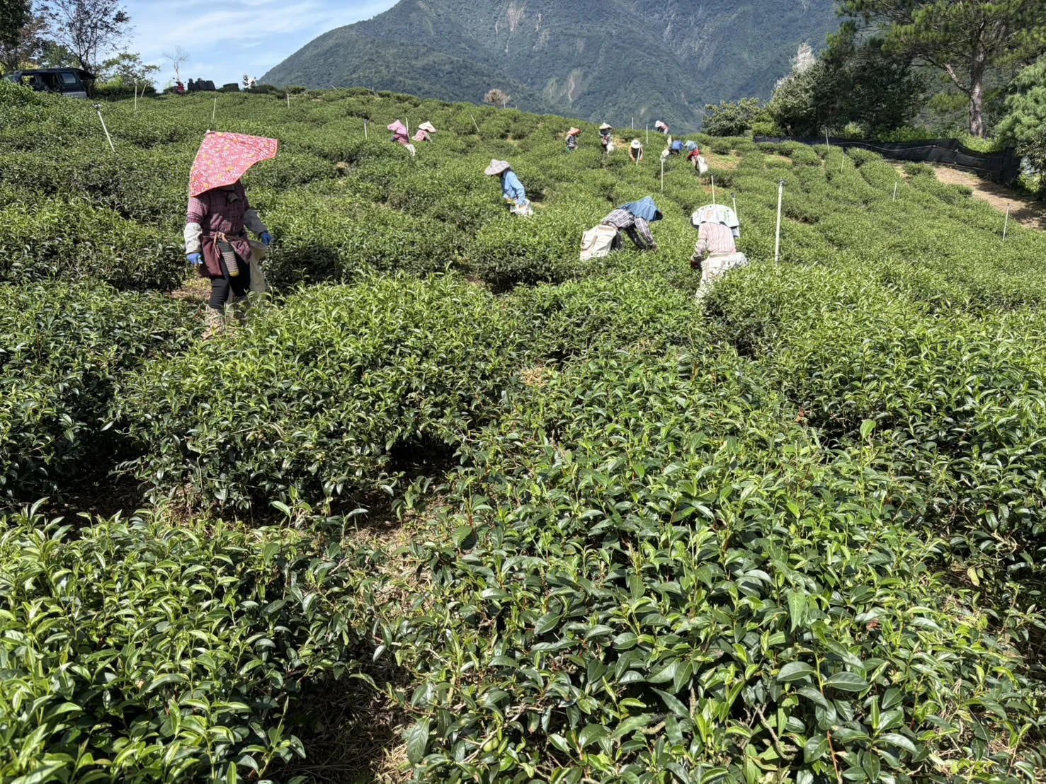 阿里山紅烏龍茶禮盒