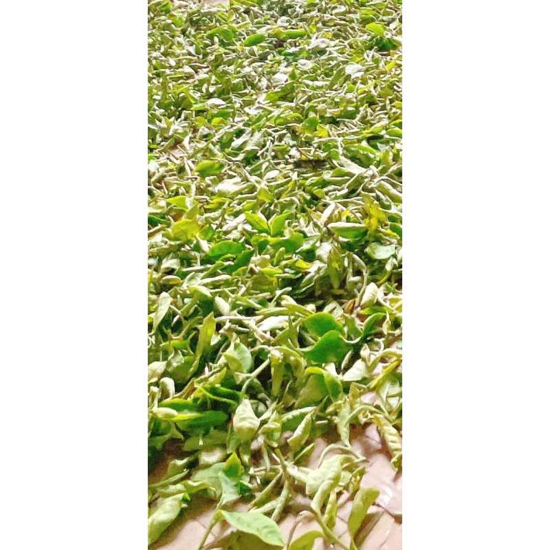 有機手工嫩採東方美人茶禮盒