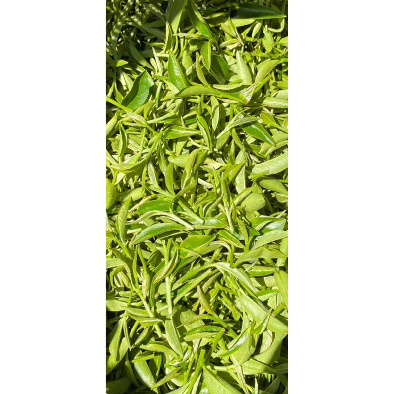 自然生態 東方美人茶禮盒