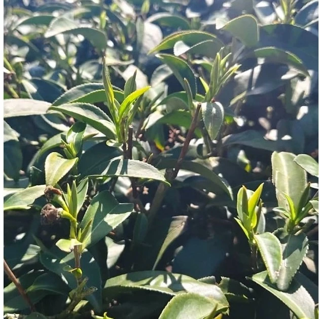 冬片烏龍茶禮盒