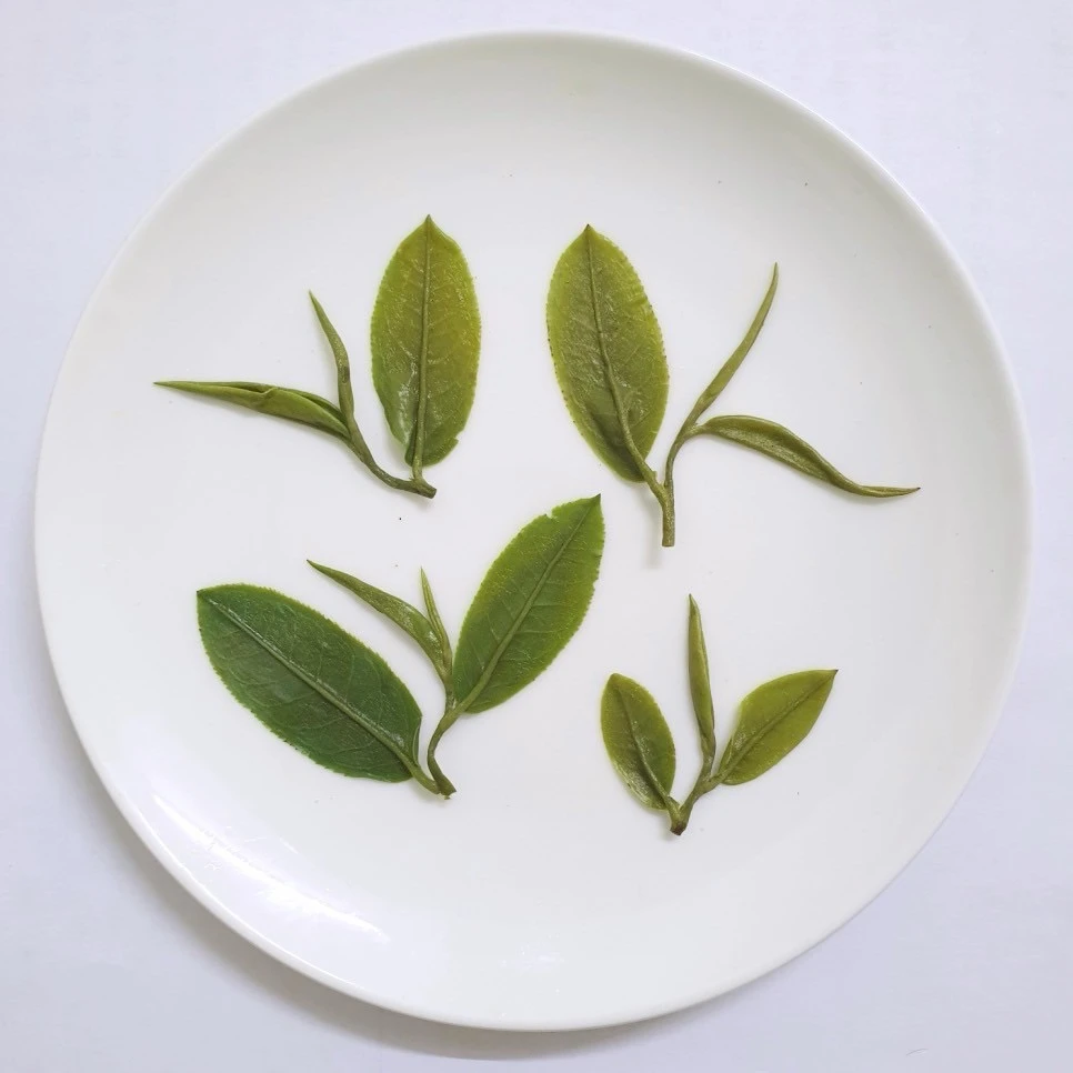 明前碧 羅 春綠茶