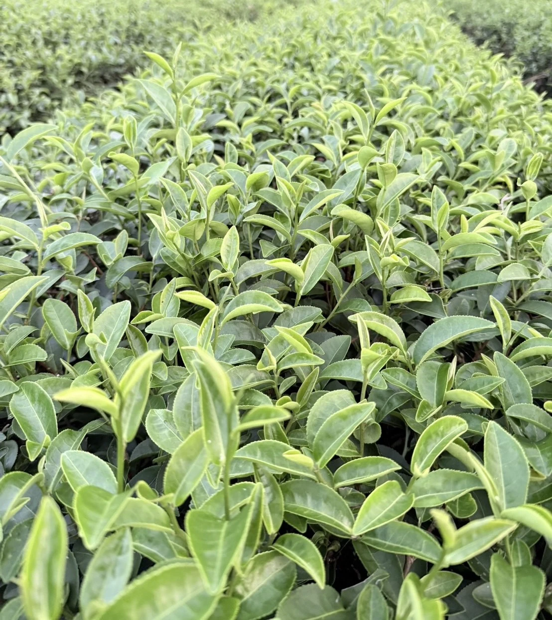 自然農耕包種茶