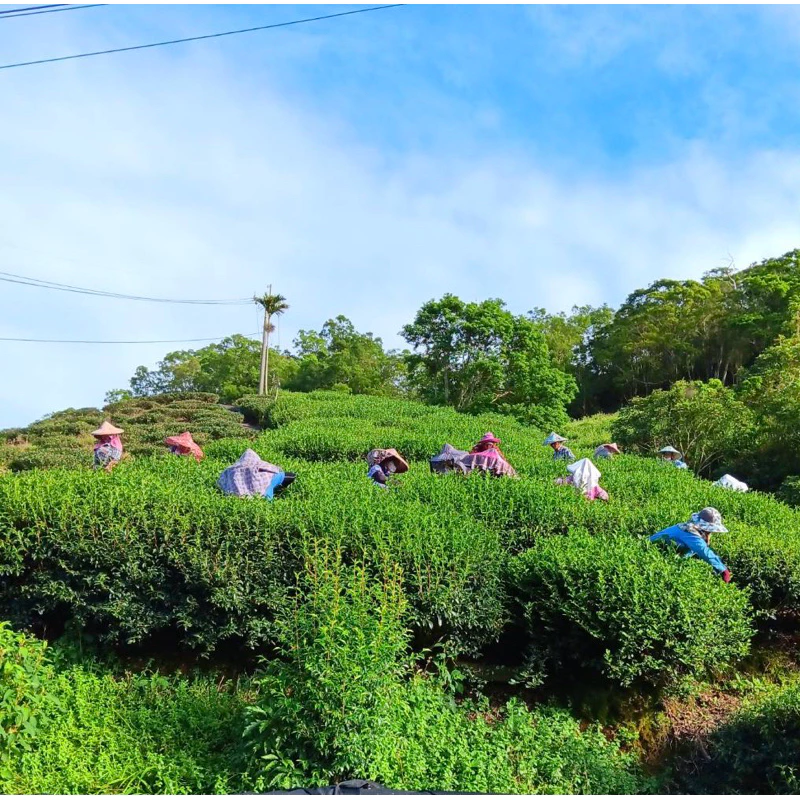 阿里山高山烏龍春茶禮盒