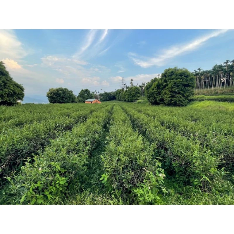 野放自然生態GABA茶