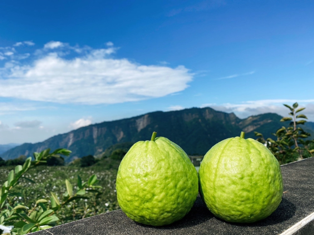 【摩天嶺】高山珍珠芭樂10台斤