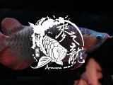 麥之龍精品龍魚會館