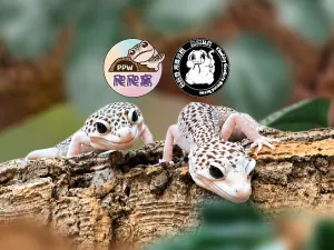 爬爬窩兩棲爬蟲工作室