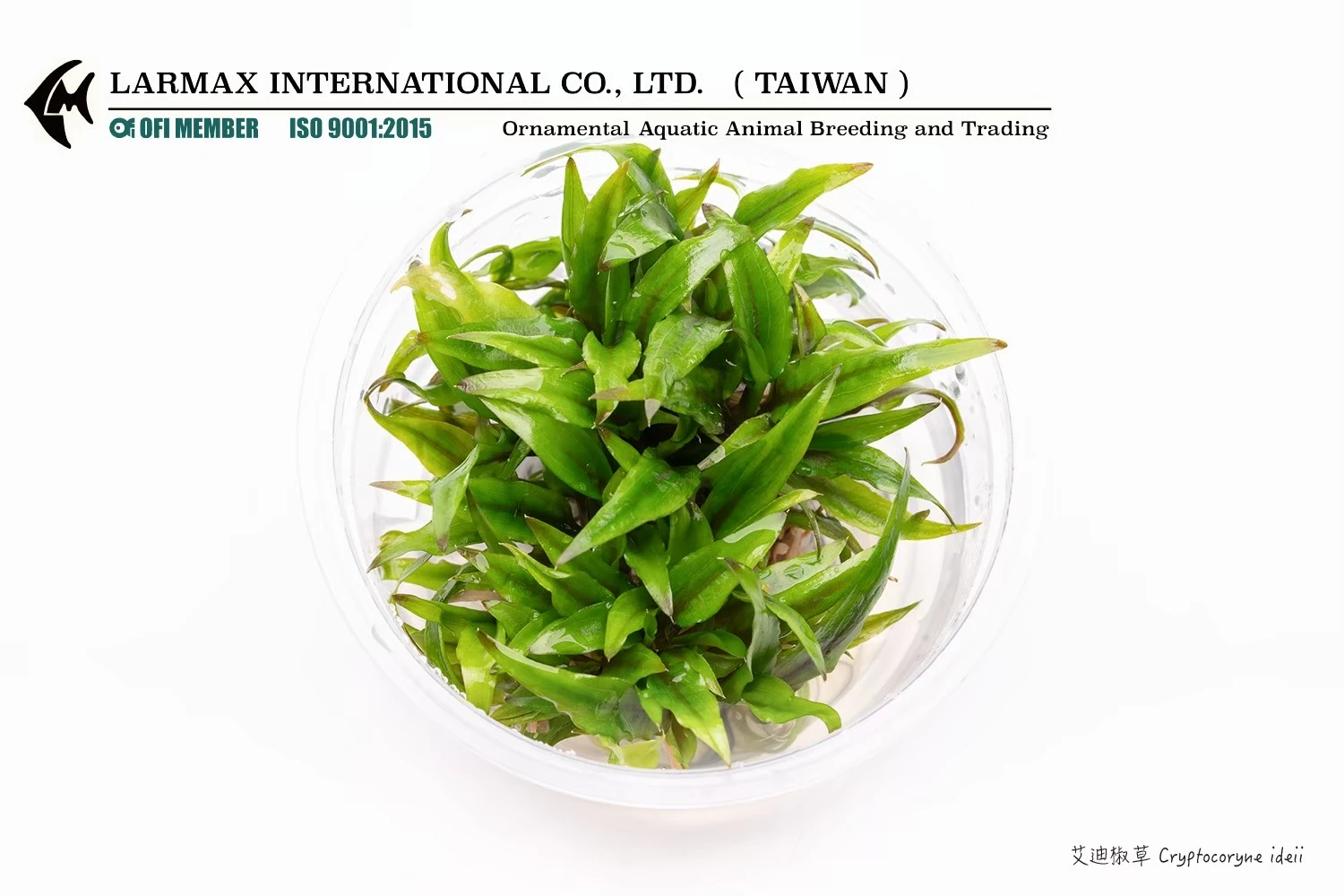 艾迪椒草 Cryptocoryne ideii