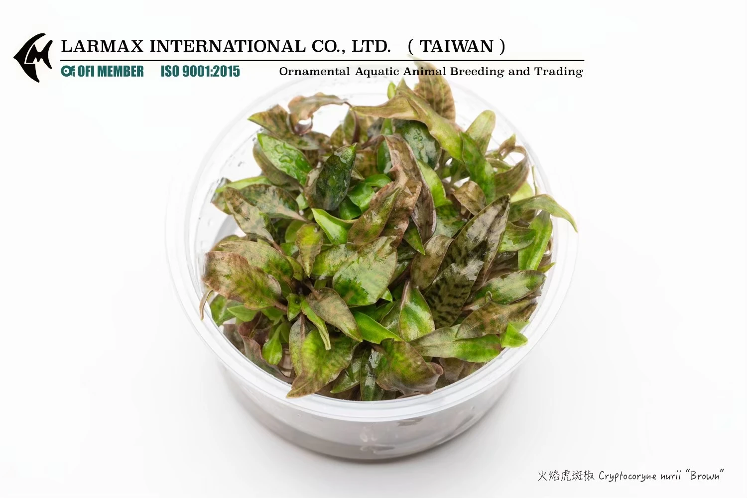 火焰虎斑椒 Cryptocoryne nurii 