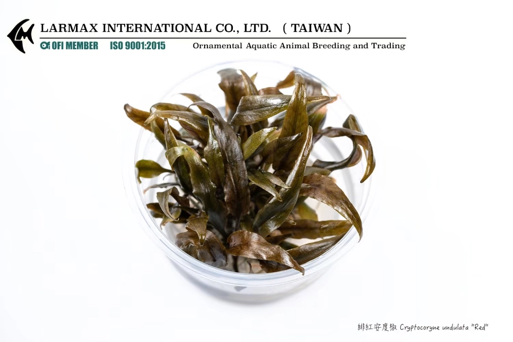 緋紅安杜椒 Cryptocoryne undulata 
