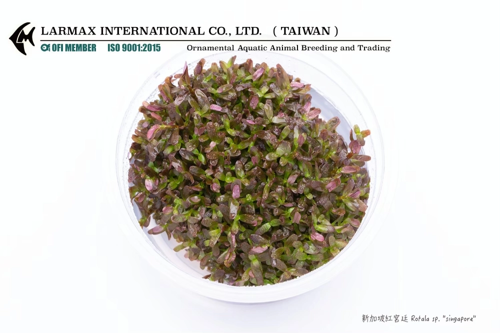 新加坡紅宮廷 Rotala sp. 