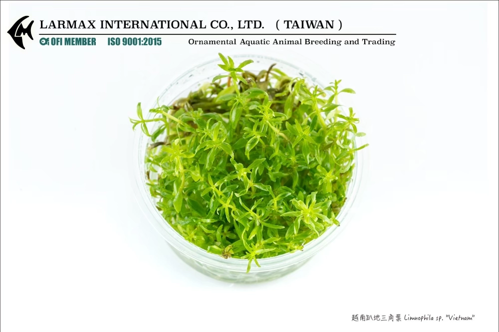 越南趴地三角葉 Limnophila sp. 