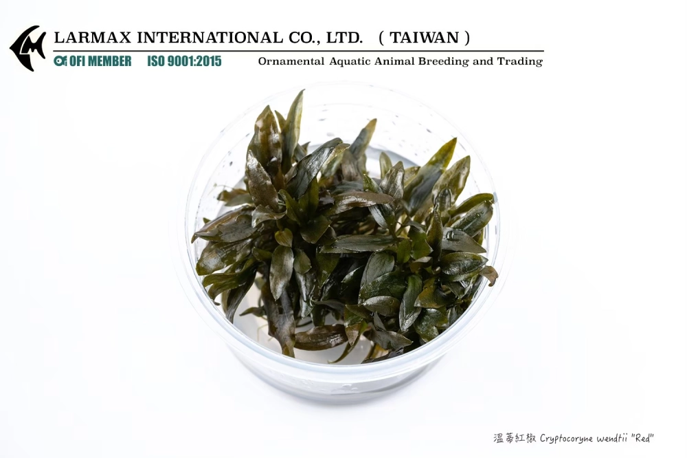 溫蒂紅椒草 Cryptocoryne wendtii ''tropica red''
