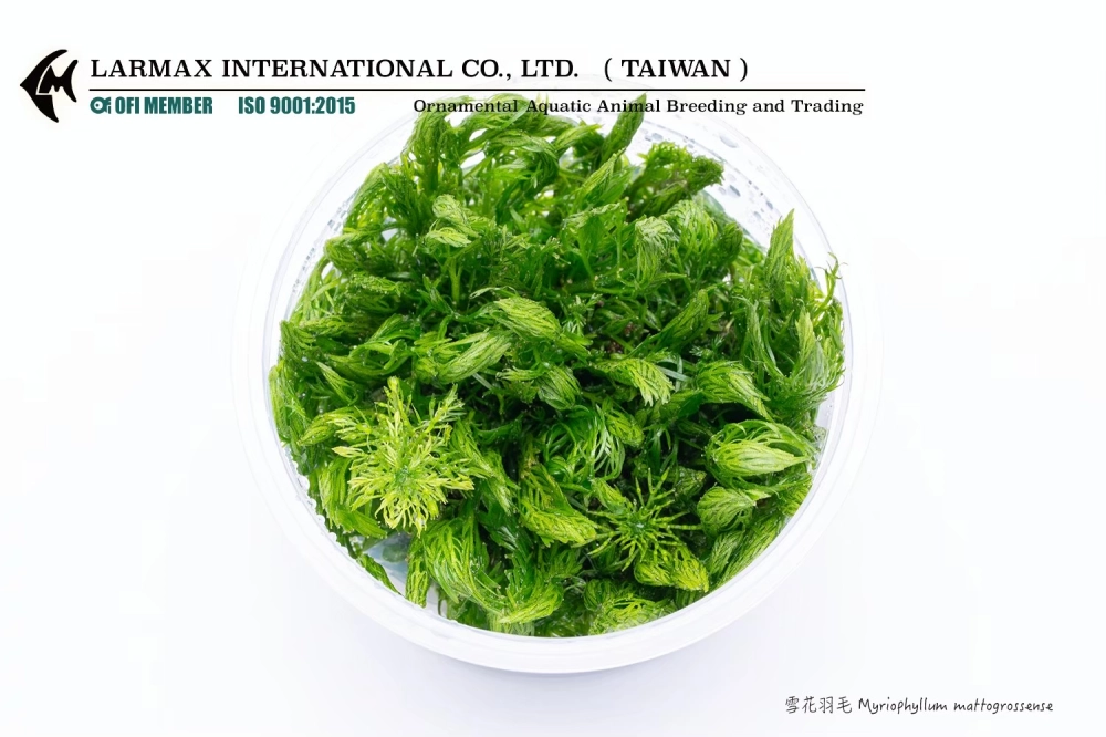 雪花羽毛 Myriophyllum mattogrossense