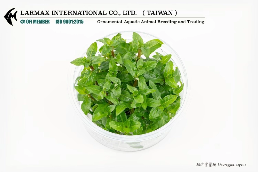 袖珍青葉柳 Staurogyne repens