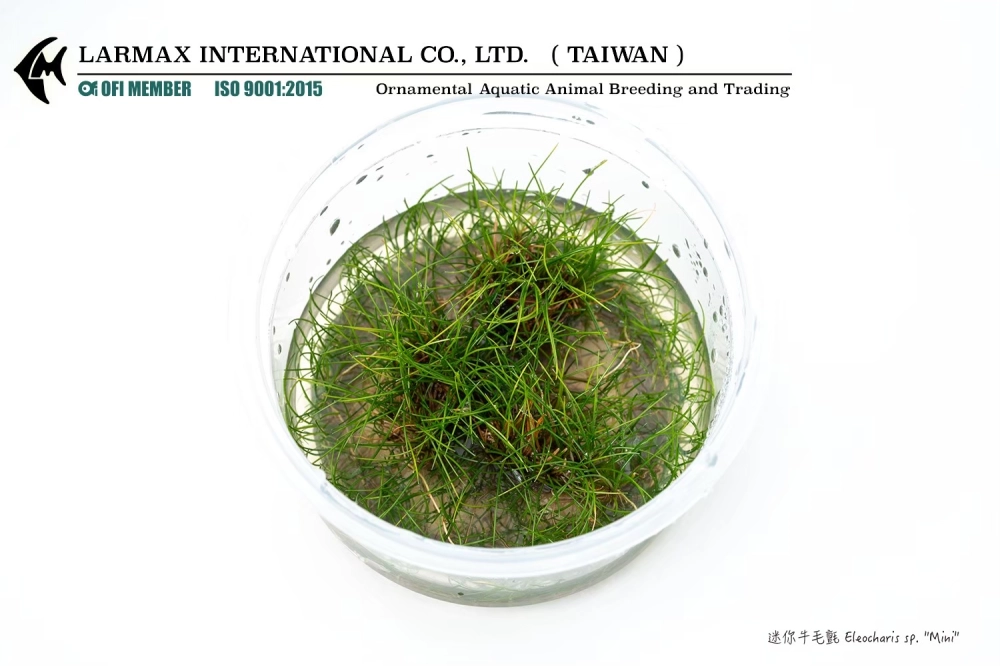 迷你牛毛氈Eleocharis sp. ''mini''