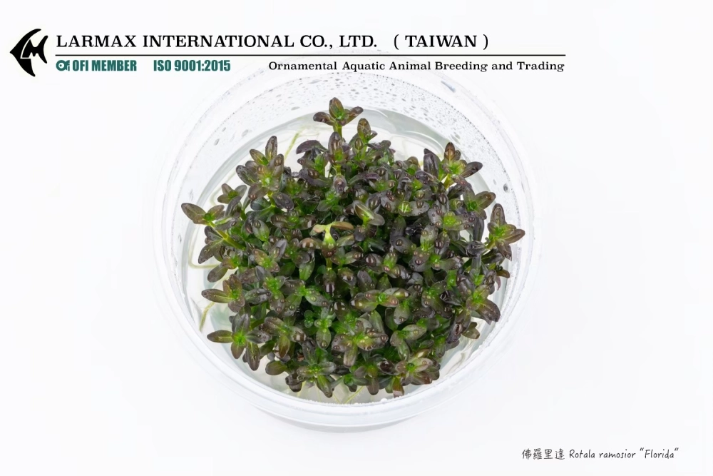 佛羅里達 Rotala ramosior ‘Florida’