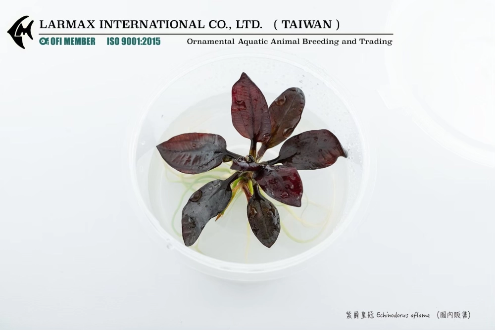 紫爵皇冠Echinodorus aflame