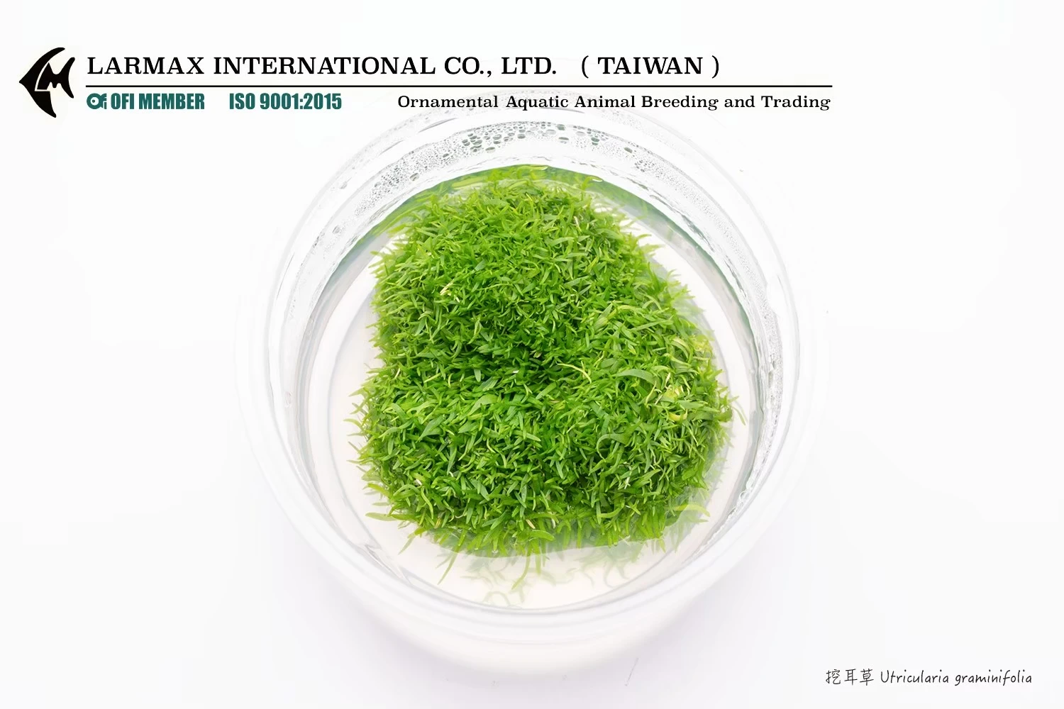 挖耳草 Utricularia bifida