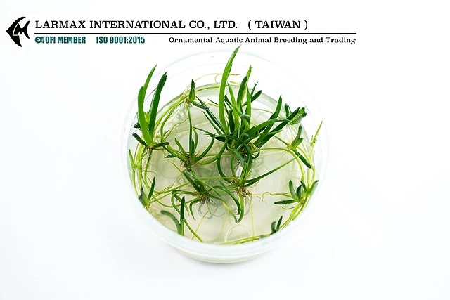 仙人掌 Littorella uniflora