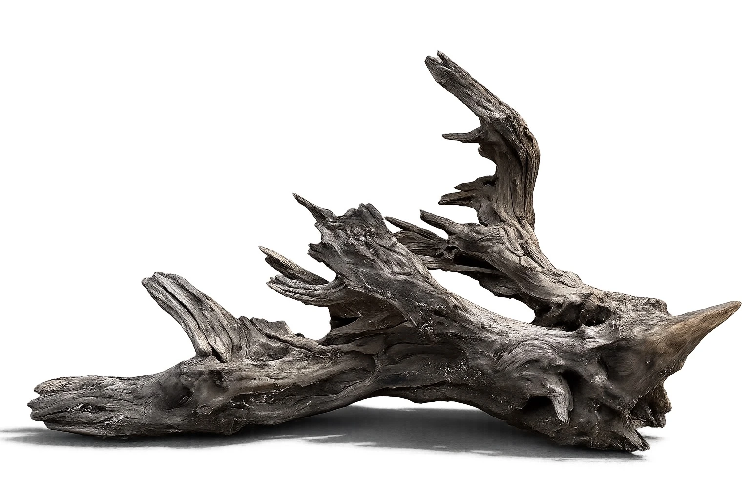 流木 (沉木) Driftwood