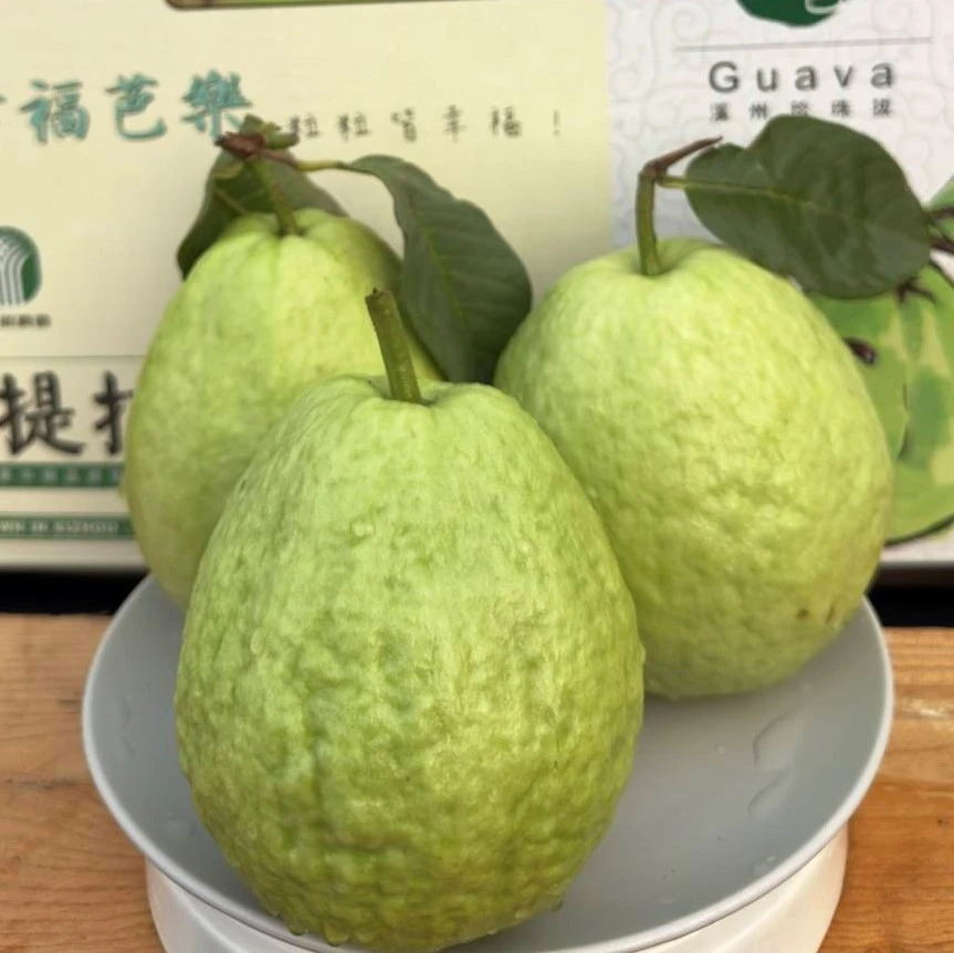 帝王芭樂 15台斤(含運費)