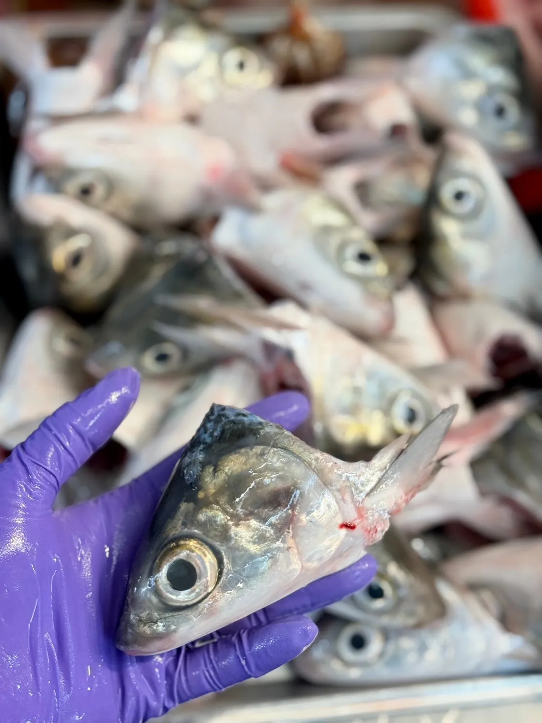 虱目魚頭