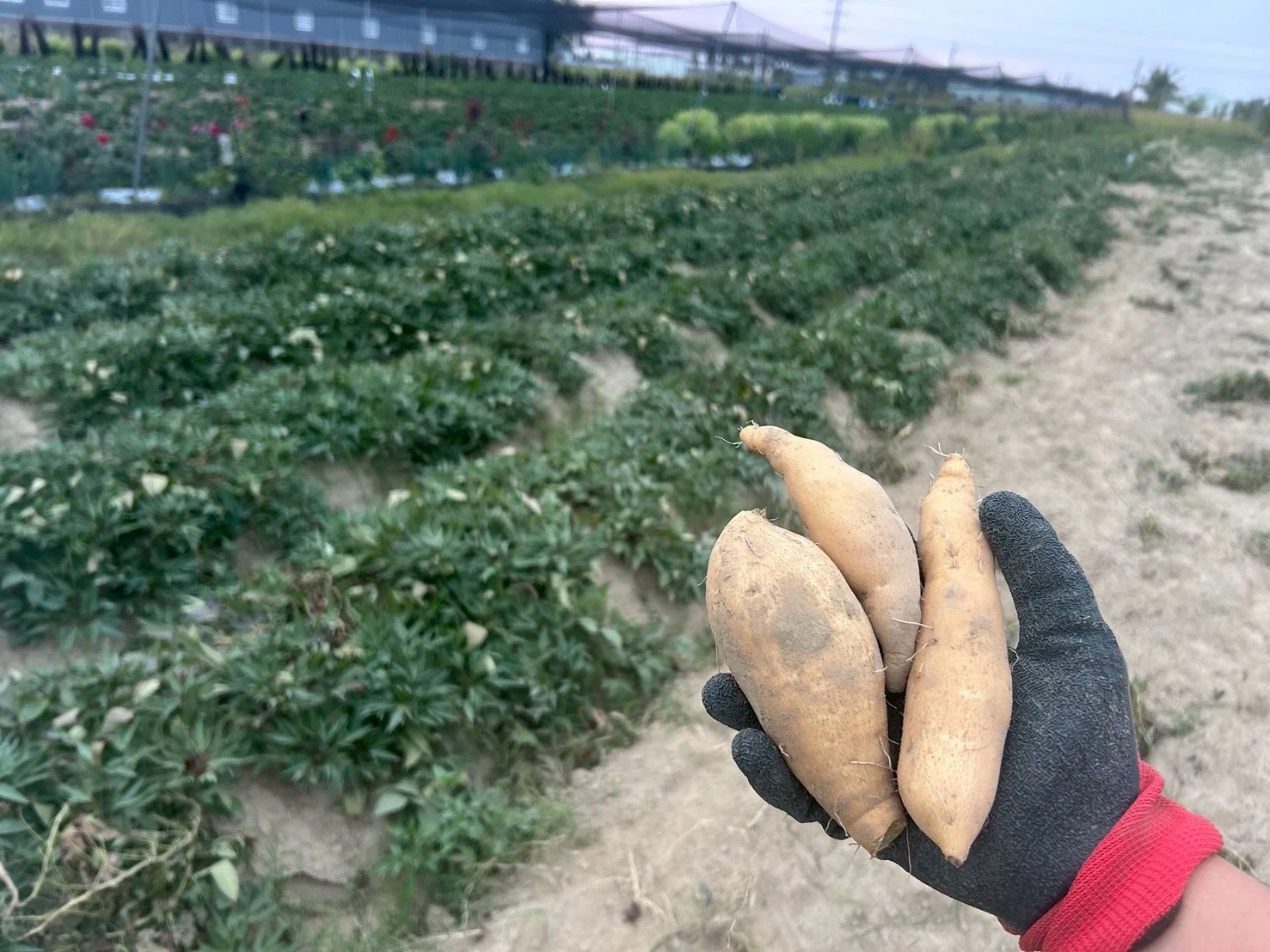 無農藥地瓜